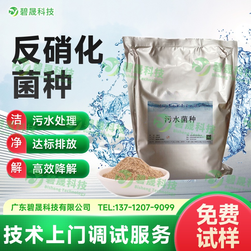 反硝化菌種